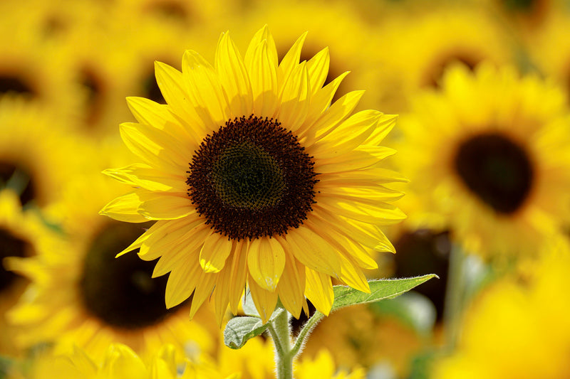 Organic Sunflower Seed Oil