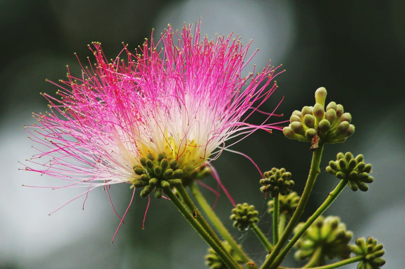 Albizia