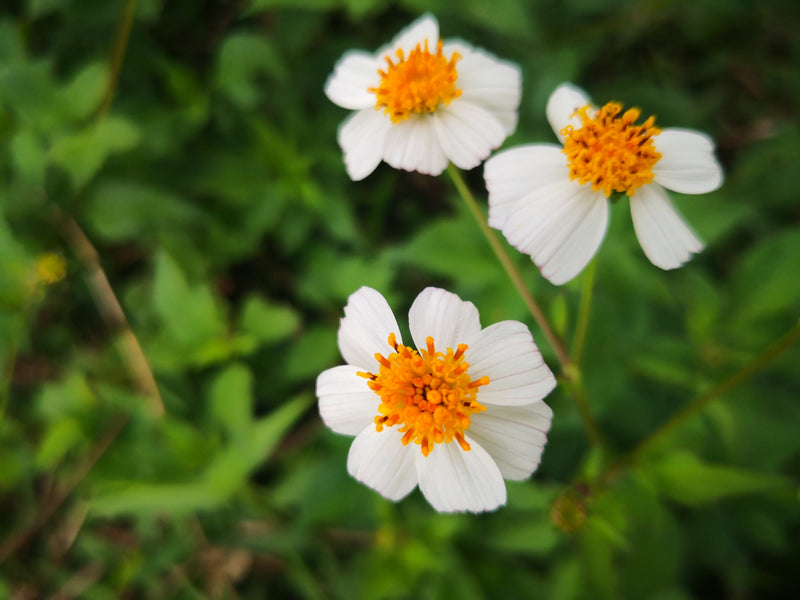 Bidens Pilosa