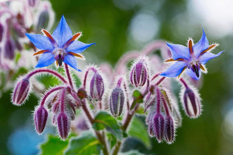 Borage Seed Oil