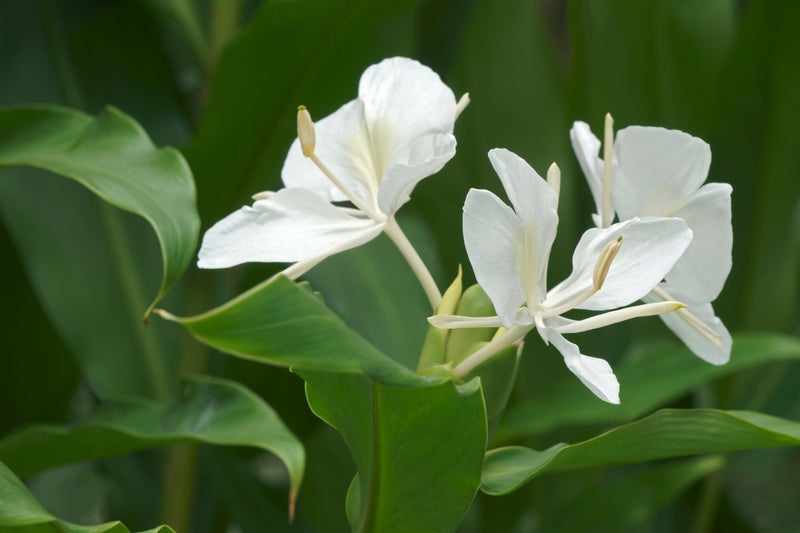 Butterfly Ginger Root Extract