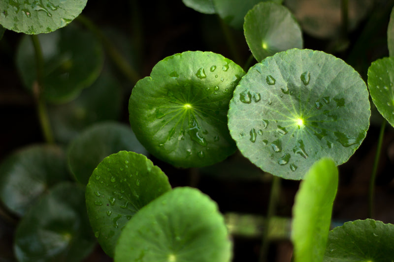 Centella Asiatica