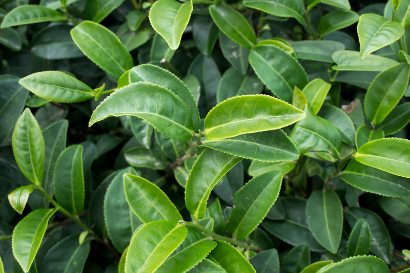 Green Tea Leaf Extract