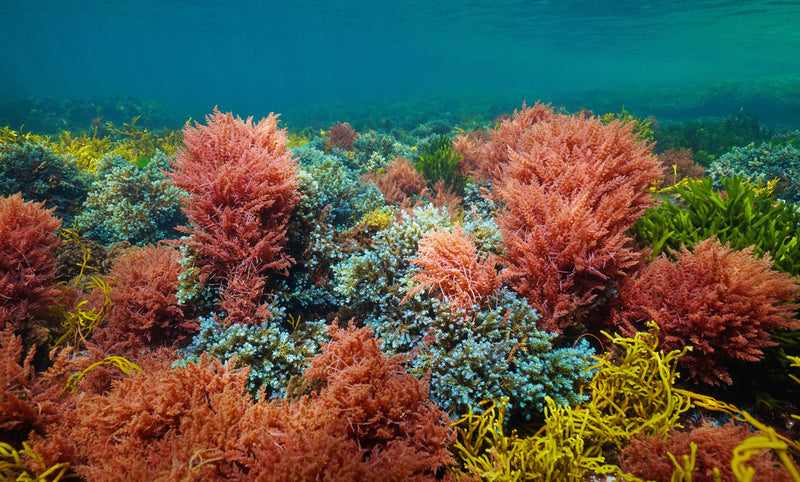 Rainbow Algae