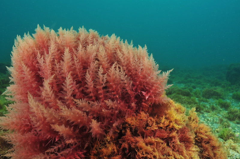 Red Algae Extract