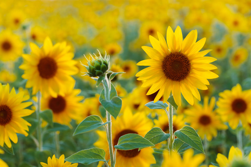 Organic Sunflower Seed Oil