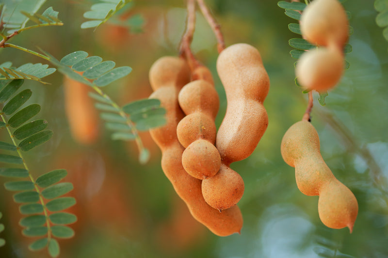 Tamarind Seed