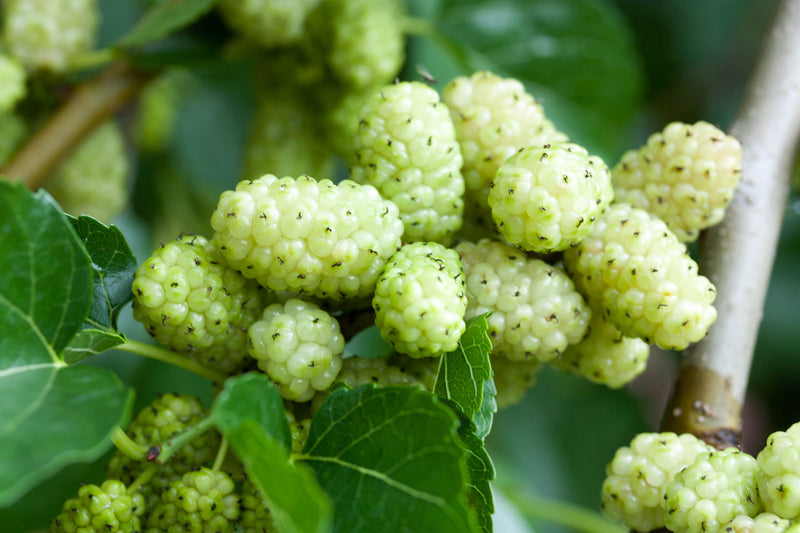 White Mulberry Root